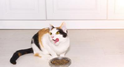 котка се храни