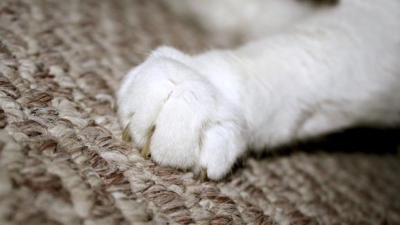 котка се търка в предмети