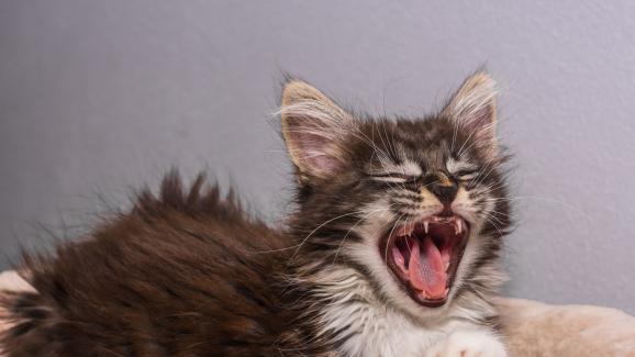 котка се прозява