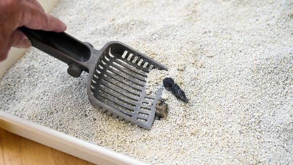 котешка тоалетна