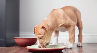 кученце яде