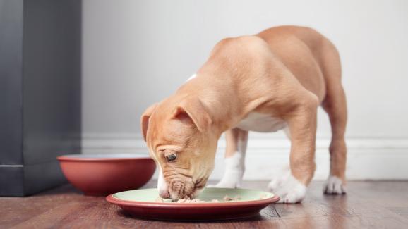 Могат ли кутретата да ядат храна за възрастни кучета?