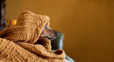 куче одеяло