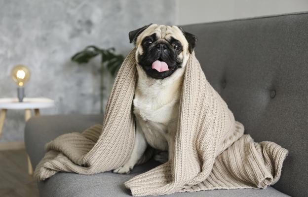 куче одеяло