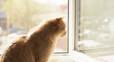 котка у дома