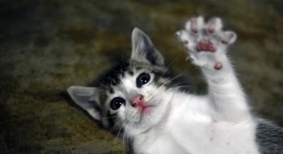 котка играе