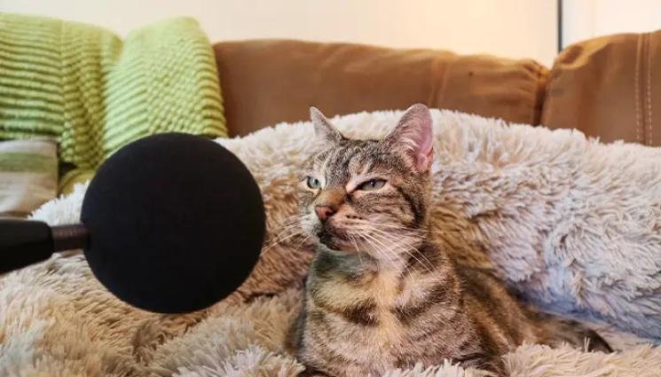 котка децибели - НЕВЕРОЯТНО, НО ФАКТ: Котка счупи световен рекорд!