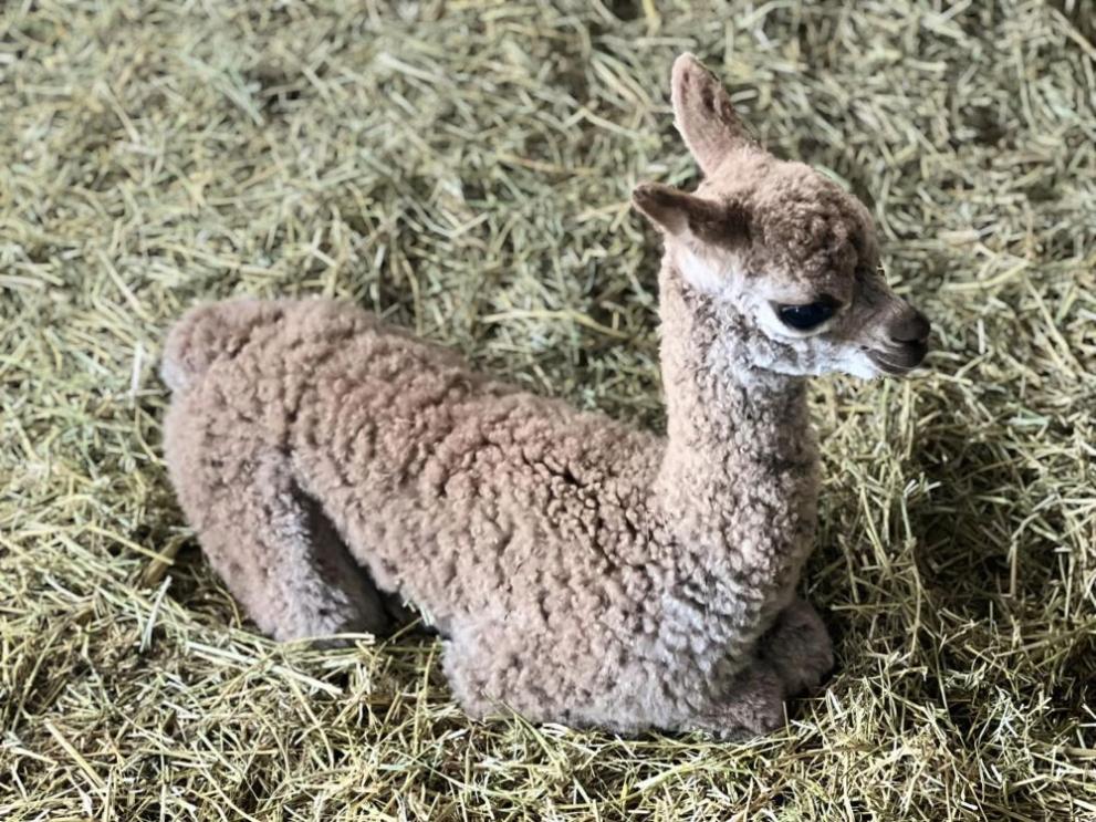 Ново сладко бебе алпака се роди в Зоопарк-Бургас. Зоопарк БургасЗоопарк