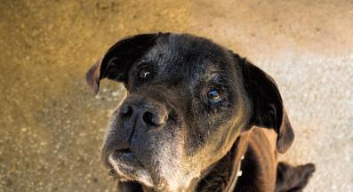 осиновено куче