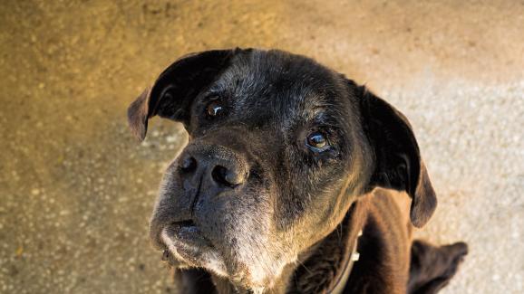 осиновено куче