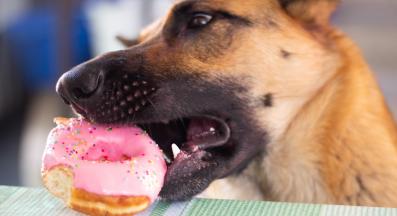 куче краде храна