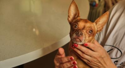 куче човек страх