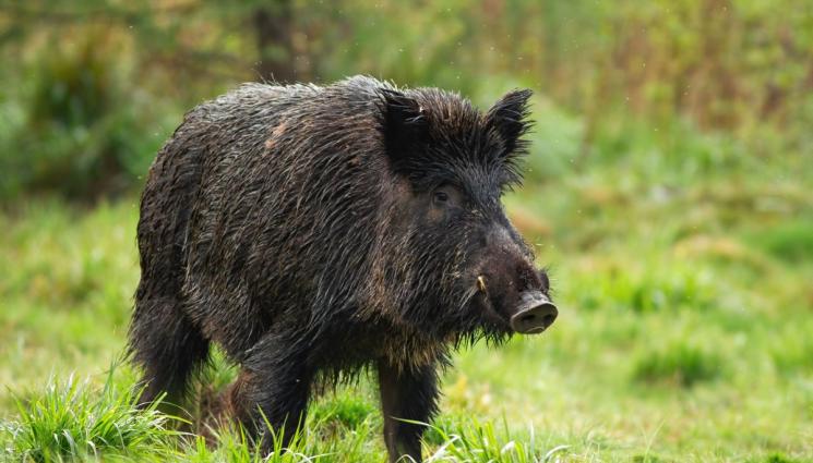 свиня - Заради дивата свиня: Дебнат ни невидими паразити