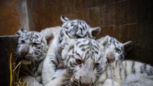 Четири бели тигърчета от вида бенгалски тигър са най новите бебета