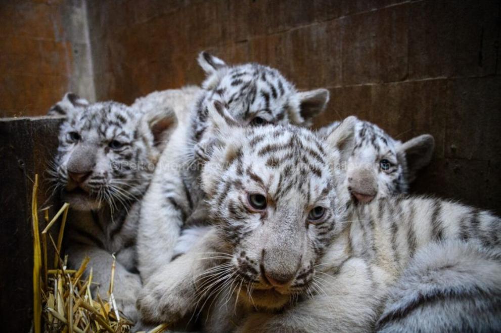 Четири бели тигърчета от вида бенгалски тигър са най-новите бебета