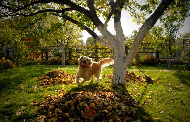 куче есен