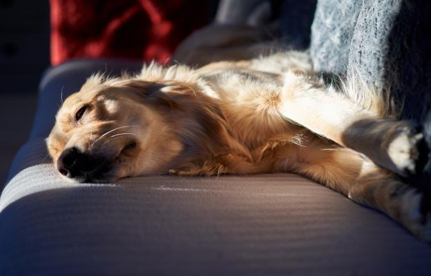 куче спи слънце