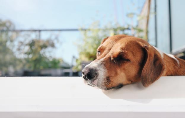 куче спи слънце