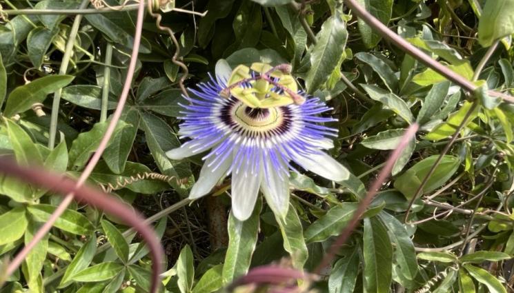 цветя - Агро Телеграф: Цветята остават на балкона