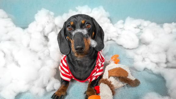 куче играчки унищожение