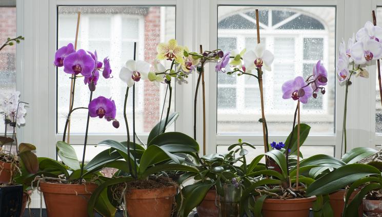 орхидея - Агро Телеграф: Не дръжте орхидеята на прозореца