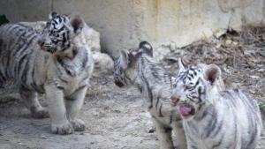 Четири бенгалски тигърчета са най новите бебета във варненския зоопарк БТА