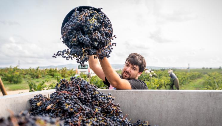 грозде - Агро Телеграф: Франция измести Италия като винопроизводител №1