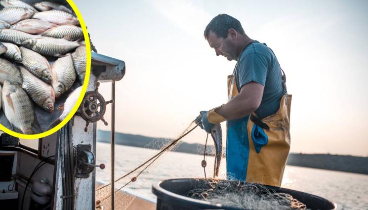 риба - ТУКА ИМА - ТУКА НЕМА: Докато се появи паламудът и веднага изчезва