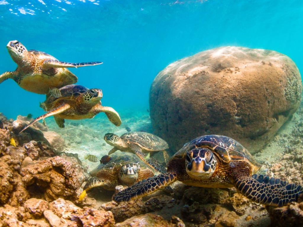 Почти всяка нощ на плажа Маунт Лавиния на западния бряг