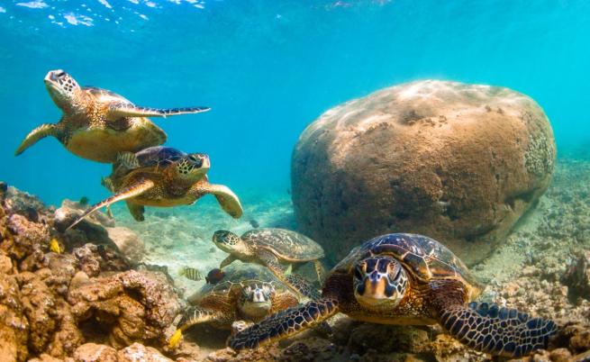 Пазителите на костенурките в Шри Ланка