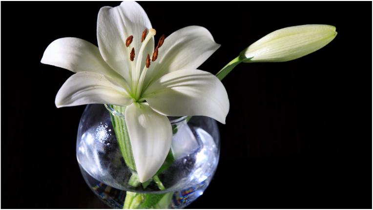 Кои са духовните послания на тези 7 бели цветя
