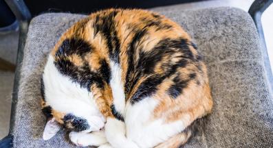 котка спи на топка