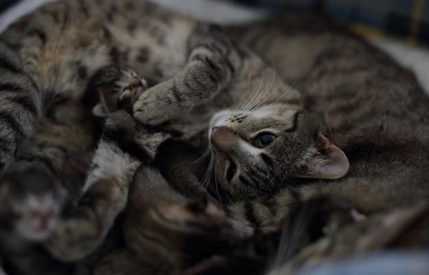 котка ражда