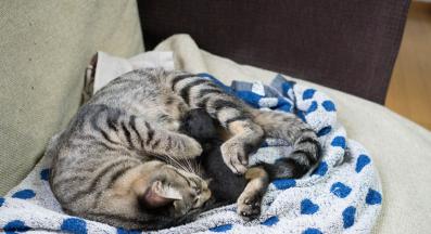 котка ражда