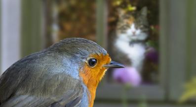 котка и птица