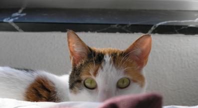 котка дебне