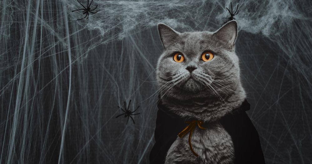 Смешни животни на Хелоуин