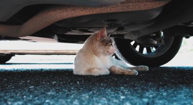 котка под кола