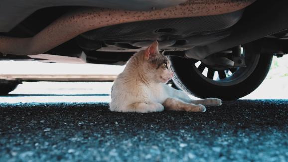 Опасности за котката в студеното време: проверявайте под капака на колата