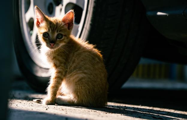 котка под кола