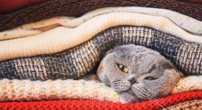 котка на топло място