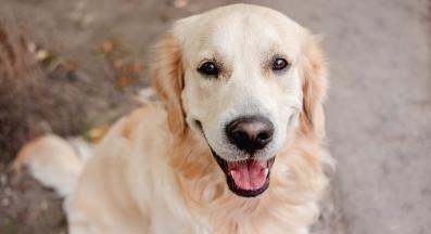 Голдън ретривър