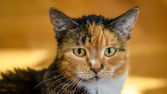 6-те най-често срещани заболявания при по-възрастните котки