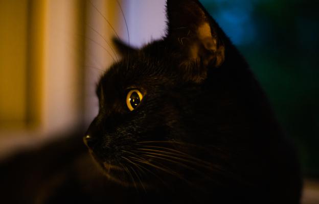 котка на тъмно