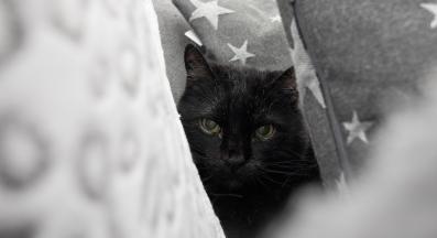 котка на тъмно