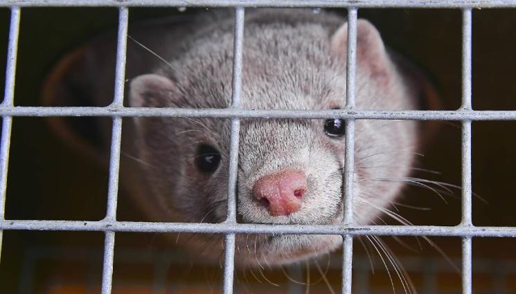 норка - Огнище на COVID-19 пламна във ферма за норки в Старозагорско