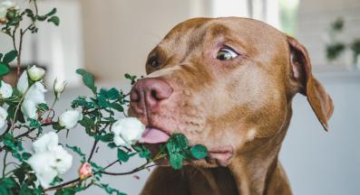 куче ядосано