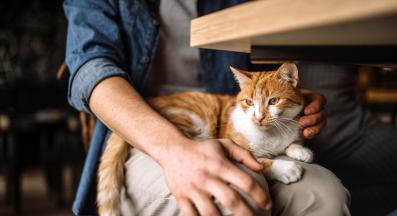 котка в скута на стопанин