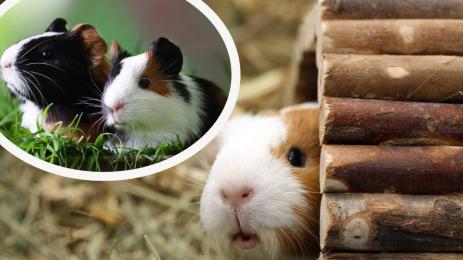 морско свинче