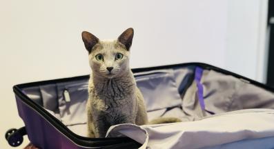 котка в близък план